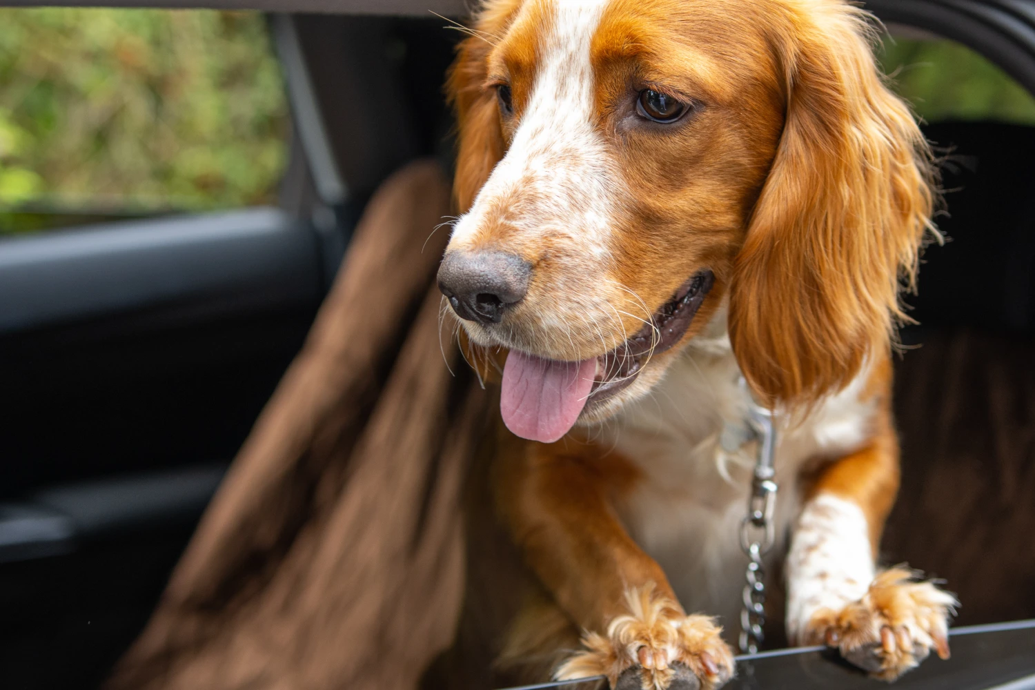 Toyota Corolla Dog Car Seat for Brittany Spaniels