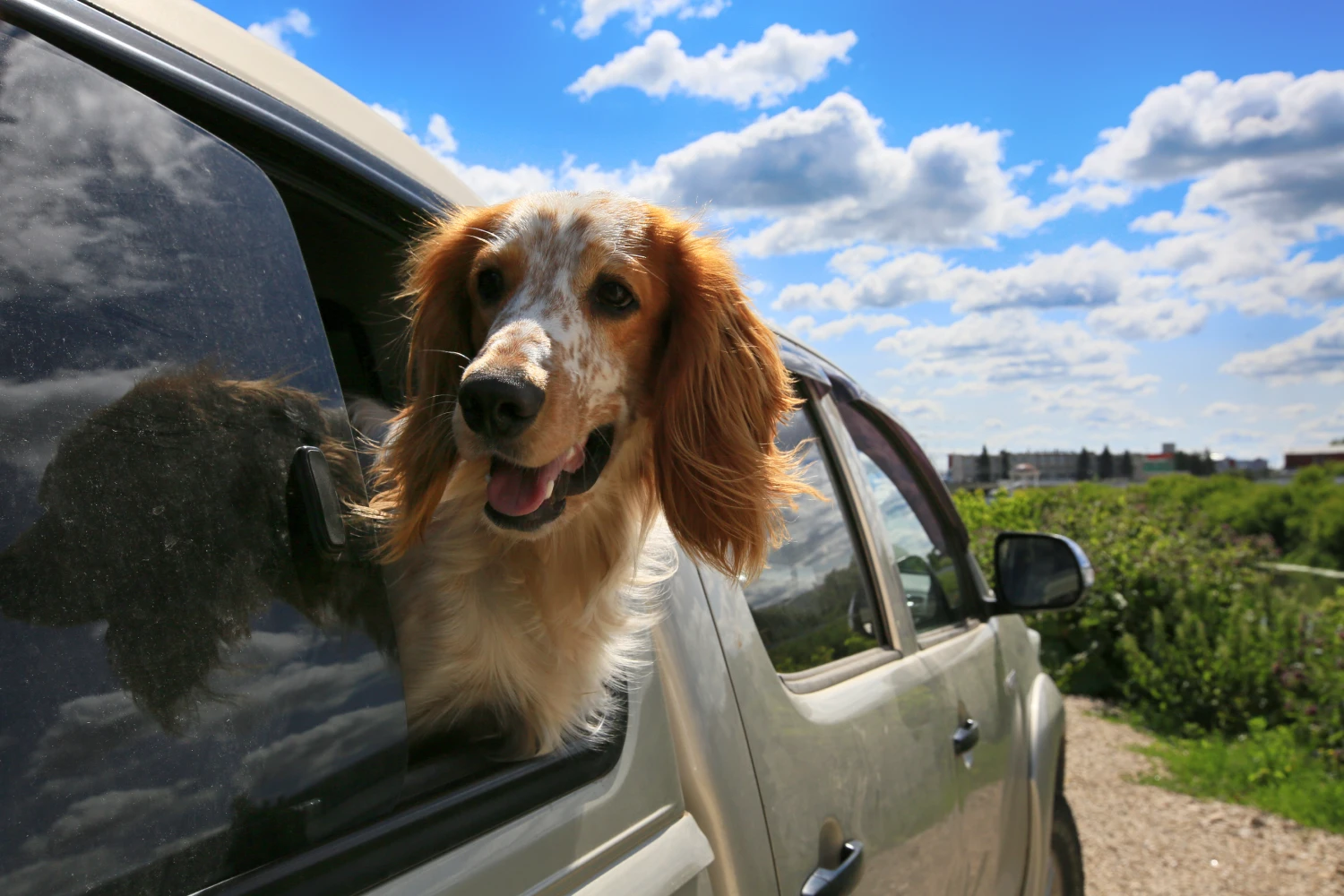 Toyota Corolla Dog Car Seat for Brittany Spaniels