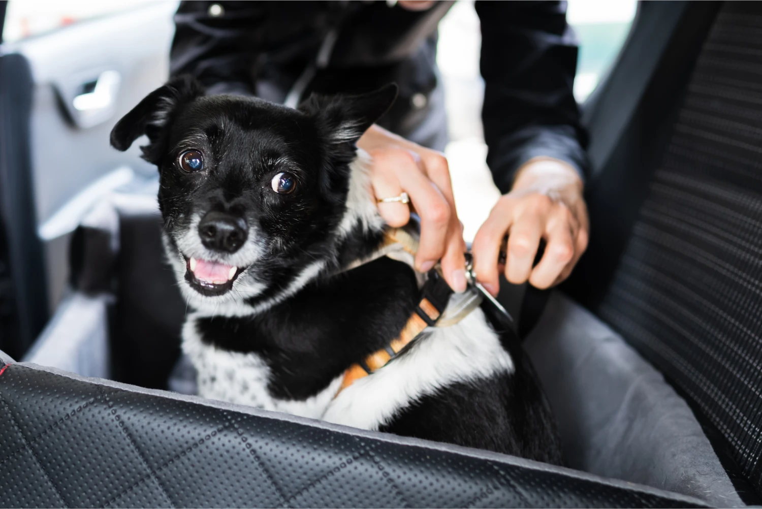 Papillons  Dog Safety Belt for Kia Telluride